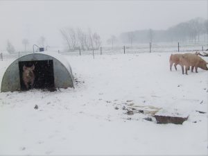 scharrelvarkens in de sneeuw