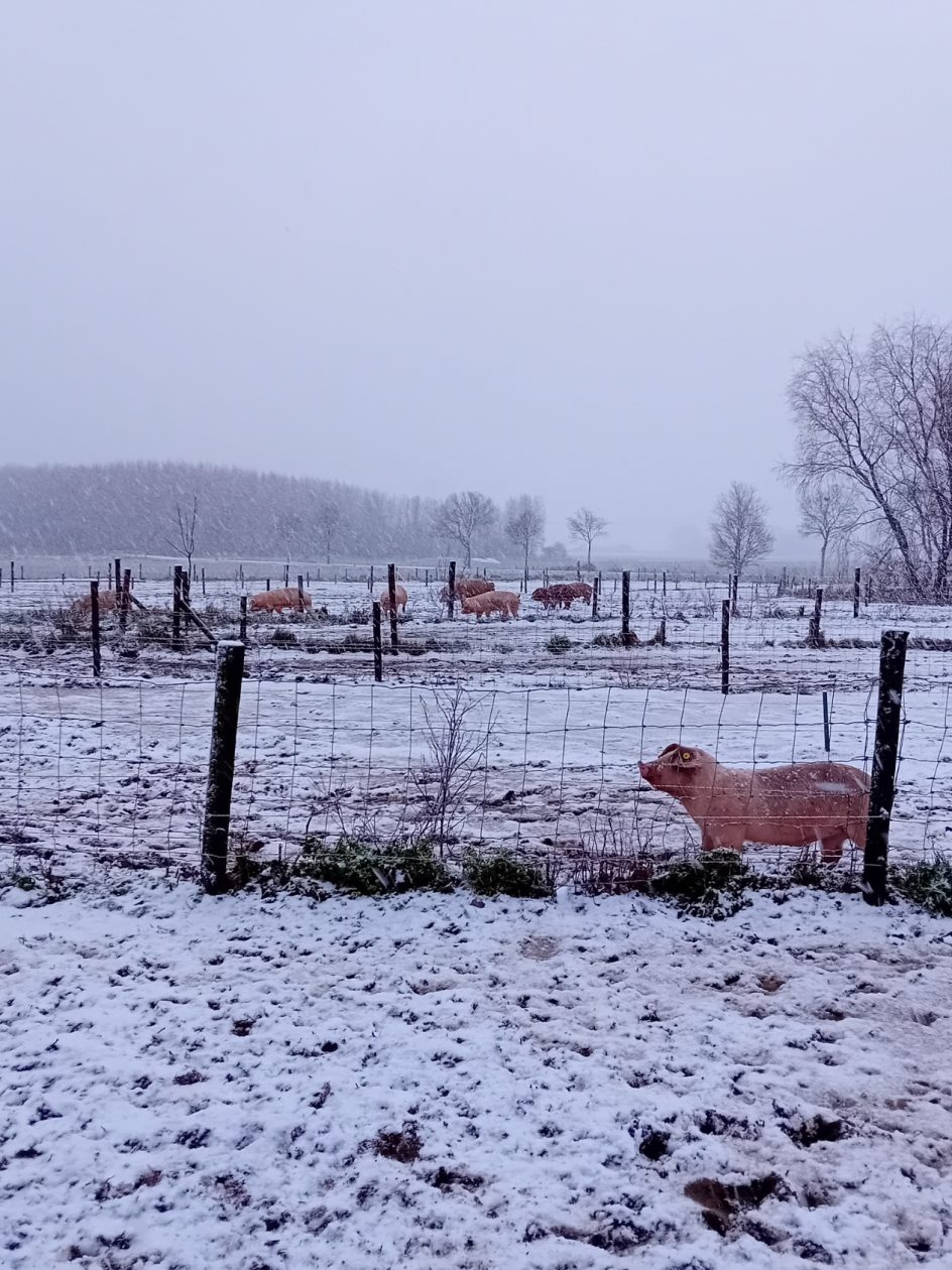 varkens in de sneeuw